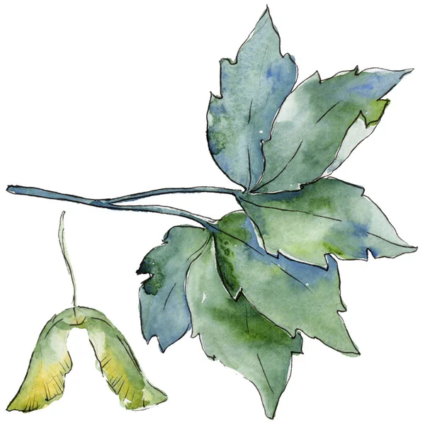 Feuilles d'érable dans un style aquarelle isolé . — Photo