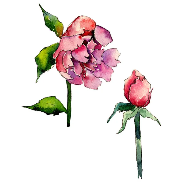 Wildflower peony flower in a watercolor style isolated. — Stock Photo, Image