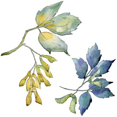 Akçaağaç yaprakları izole bir suluboya tarzında.