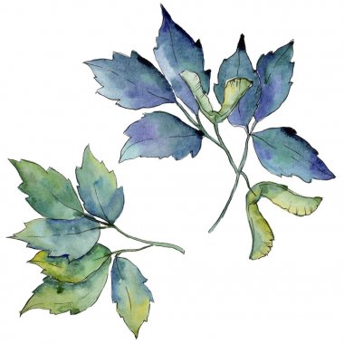 Akçaağaç yaprakları izole bir suluboya tarzında.