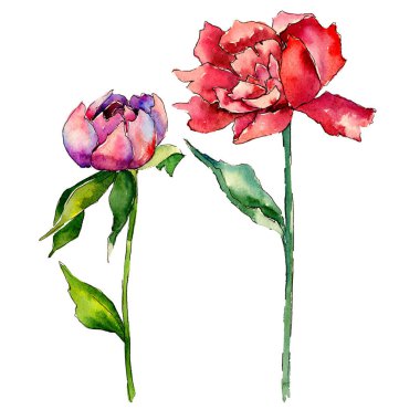 Kır çiçeği Şakayık çiçeği izole bir suluboya tarzında.