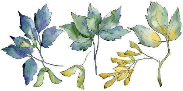分離された水彩画のカエデの葉. — ストック写真