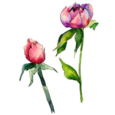 Kır çiçeği Şakayık çiçeği izole bir suluboya tarzında.