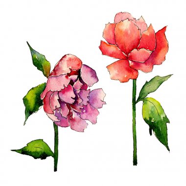 Kır çiçeği Şakayık çiçeği izole bir suluboya tarzında.