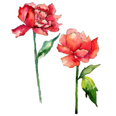 Kır çiçeği Şakayık çiçeği izole bir suluboya tarzında.