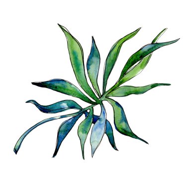 Tropikal yaprak suluboya tarzında izole.