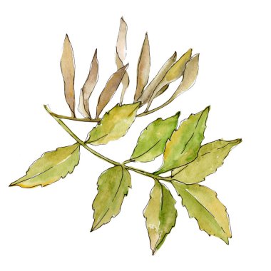 İzole bir suluboya tarzında kül bırakır.