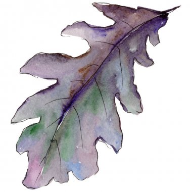 Bir suluboya tarzında izole Meşe yaprağı.