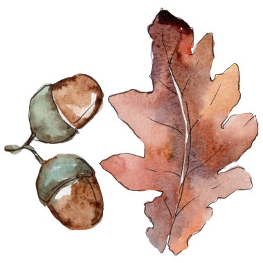 Bir suluboya tarzında izole Meşe yaprağı.