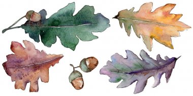 Bir suluboya tarzında izole Meşe yaprağı.