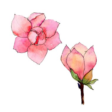 Kır çiçeği Manolya çiçek izole bir suluboya tarzında.