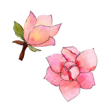 Kır çiçeği Manolya çiçek izole bir suluboya tarzında.