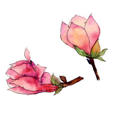 Kır çiçeği Manolya çiçek izole bir suluboya tarzında.