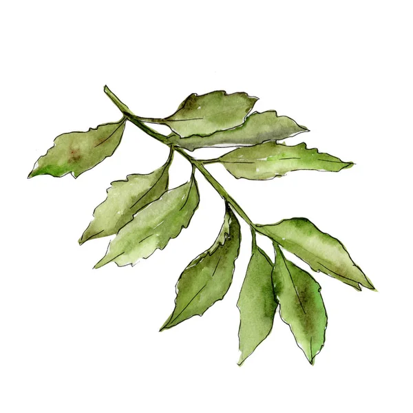 Ясень листья в акварели стиле изолированы . — стоковое фото