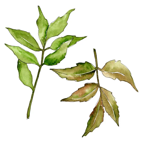 Ash leaves in a watercolor style isolated. — Stock Photo, Image