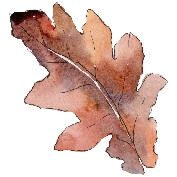 Oaken lämnar i akvarell stil isolerade. — Stockfoto