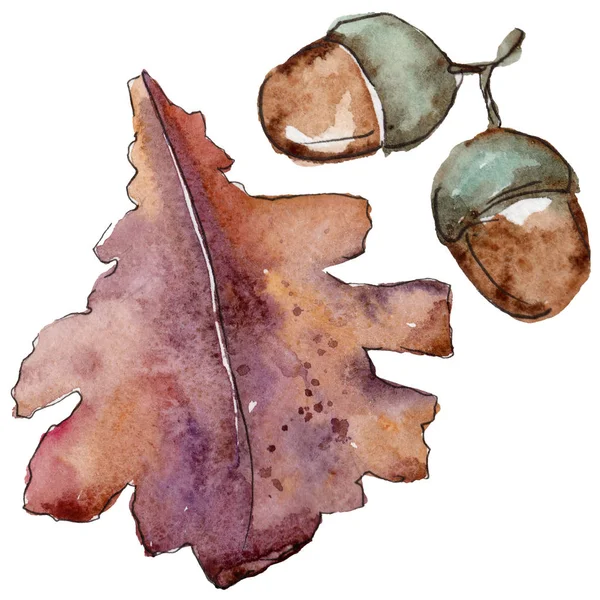 Дубовые листья в изолированном акварельном стиле . — стоковое фото