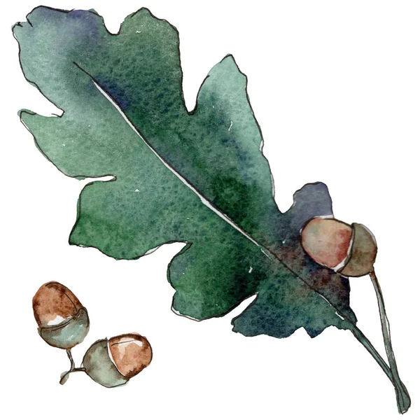 Oak leaves in a watercolor style isolated. — Stock Photo, Image