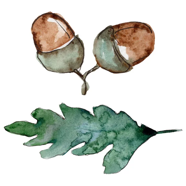 Дубове листя в акварельному стилі ізольовано . — стокове фото