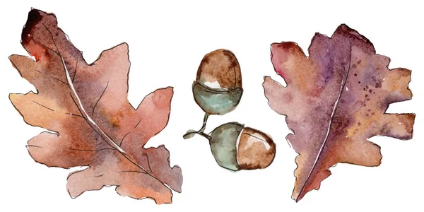 Дубовые листья в изолированном акварельном стиле . — стоковое фото
