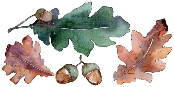分離された水彩画のカシの葉. — ストック写真