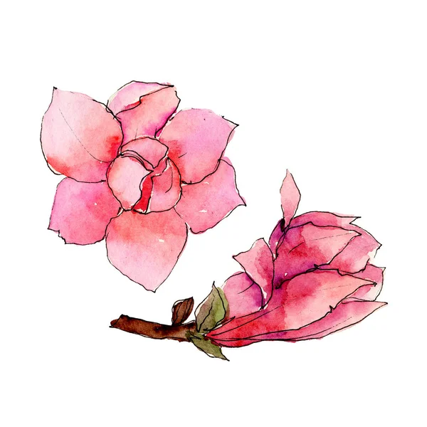 Wildflower magnolia kwiat w stylu przypominającym akwarele na białym tle. — Zdjęcie stockowe