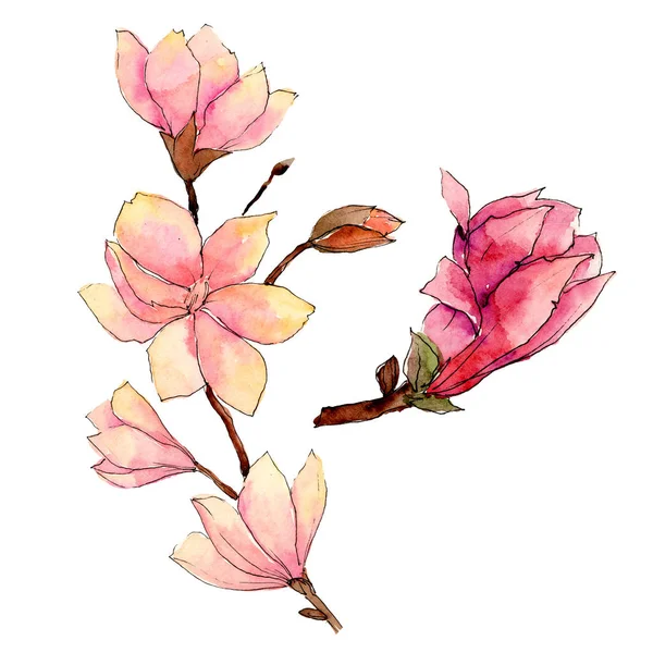Wildflower magnolia flower in a watercolor style isolated. — Stock Photo, Image