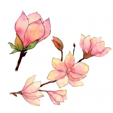 Kır çiçeği Manolya çiçek izole bir suluboya tarzında.