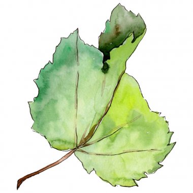 Frenk üzümü izole bir suluboya tarzında bırakır.