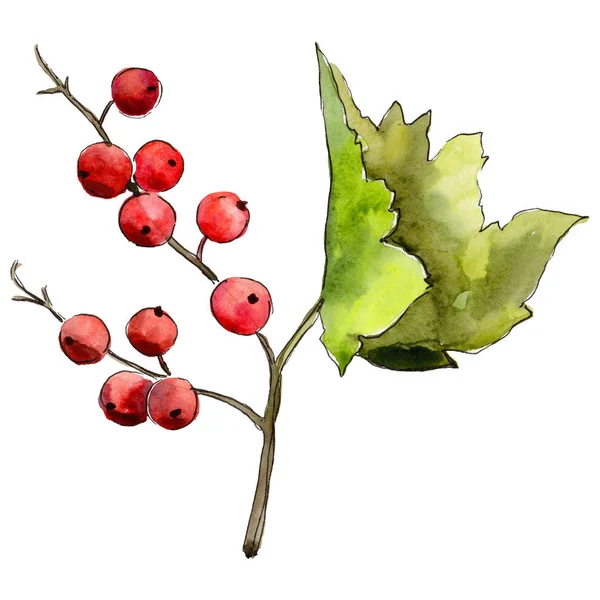 Leaves currant in a watercolor style isolated. — Stock Photo, Image