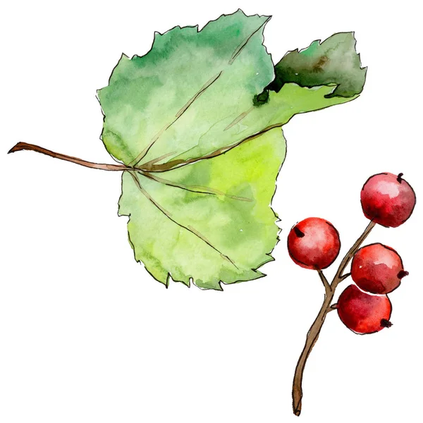 Leaves currant in a watercolor style isolated. — Stock Photo, Image