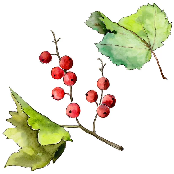 Leaves currant in a watercolor style isolated. — Stock Photo, Image