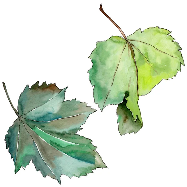 Σταφίδα φύλλα σε στυλ υδροχρώματος απομονωμένες. — Φωτογραφία Αρχείου