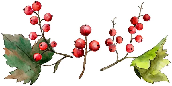 Leaves currant in a watercolor style isolated. — Stock Photo, Image