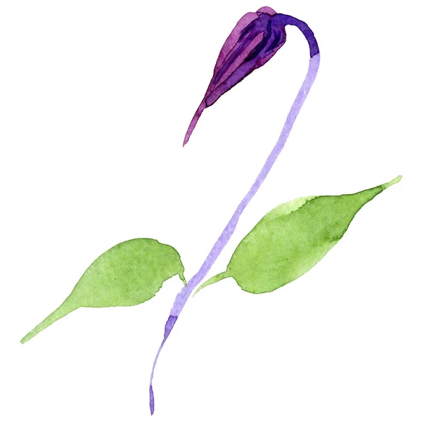 Wildflower clematis hanajima blomma i akvarell stil isolerade. — Stockfoto