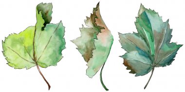 Frenk üzümü izole bir suluboya tarzında bırakır.