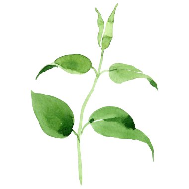 Kır çiçeği clematis hanajima çiçek izole bir suluboya tarzında.