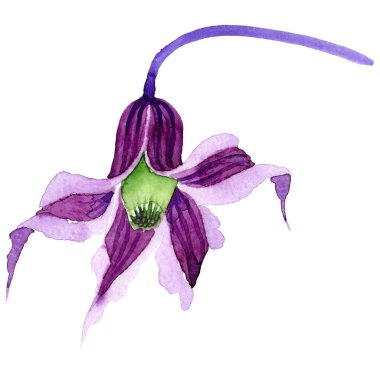 Kır çiçeği clematis hanajima çiçek izole bir suluboya tarzında.