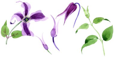 Kır çiçeği clematis hanajima çiçek izole bir suluboya tarzında.