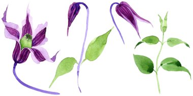 Kır çiçeği clematis hanajima çiçek izole bir suluboya tarzında.