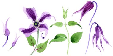 Kır çiçeği clematis hanajima çiçek izole bir suluboya tarzında.