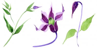 Kır çiçeği clematis hanajima çiçek izole bir suluboya tarzında.