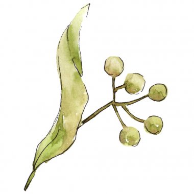 Ihlamur yaprakları izole bir suluboya tarzında.