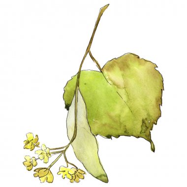 Ihlamur yaprakları izole bir suluboya tarzında.