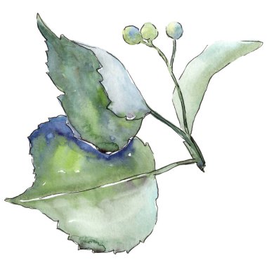 Ihlamur yaprakları izole bir suluboya tarzında.