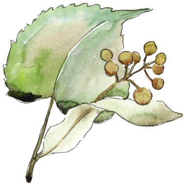 Ihlamur yaprakları izole bir suluboya tarzında.