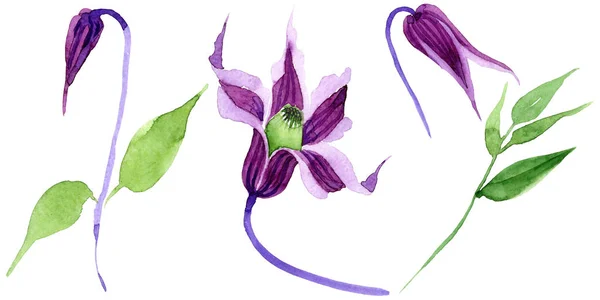 Wildflower clematis hanajima flower in a watercolor style isolated. — Stock Photo, Image