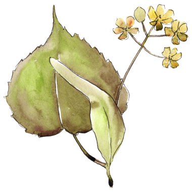 Ihlamur yaprakları izole bir suluboya tarzında.