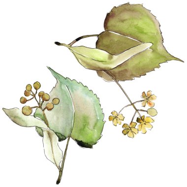 Ihlamur yaprakları izole bir suluboya tarzında.