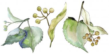 Ihlamur yaprakları izole bir suluboya tarzında.